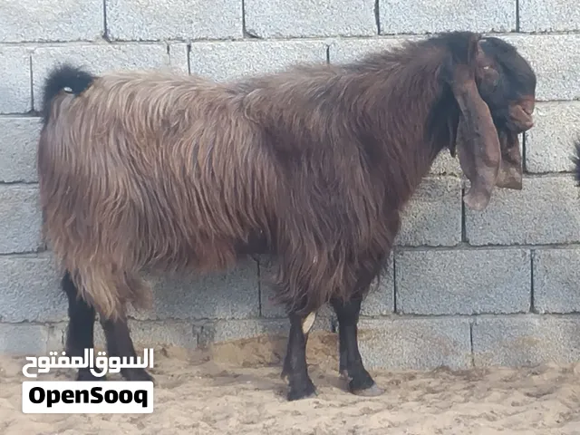 فحل قبرصي للبيع
