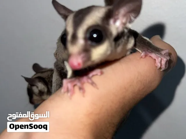زوج شوقر كلايدر (السنجاب الطائر)