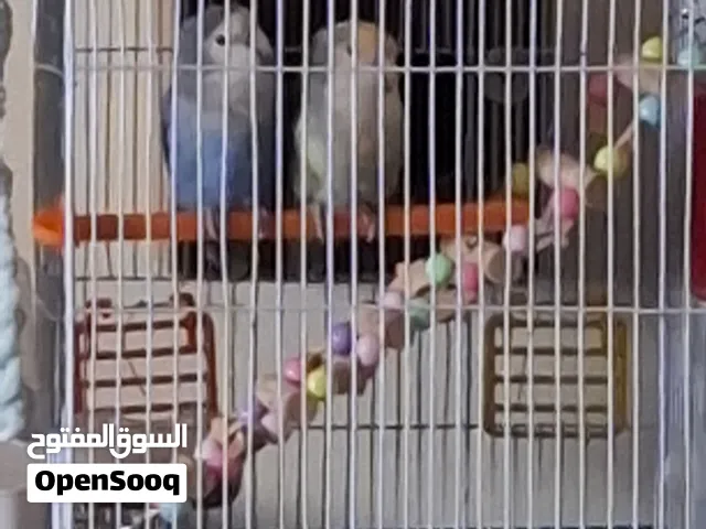 طيور روز للبيع النهارده اخر يوم المفروض الاثنين ب 120 بس انا هبيع الواحد ب 120 والثاني هديه لان