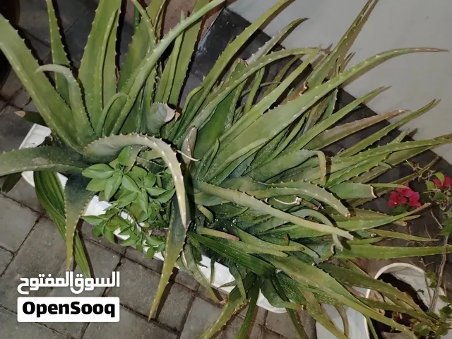 الو فيرا aloe vera