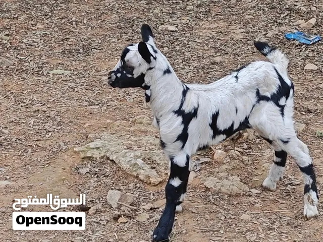 صخله ثلجيه صافيه