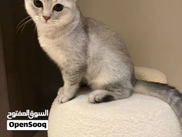Male Scottish Fold