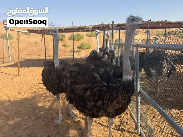 نعام للبيع العين  رقم الهاتف