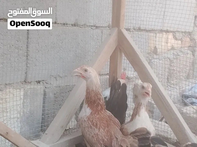 متاح دجاج دنراوي نقي العرف سياف