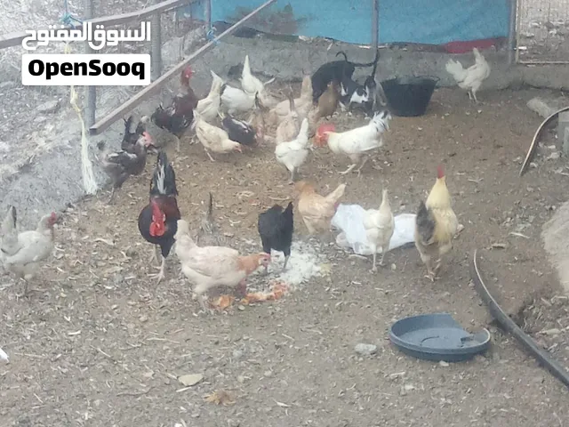 دجاج عماني بياض