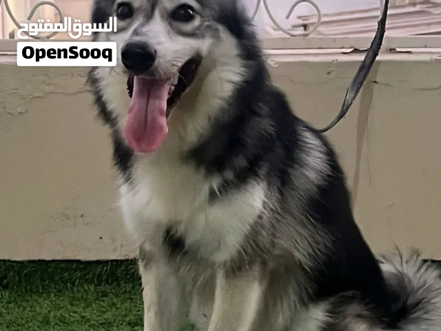 هاسكي آغوتي مميز للبيع (Agouti Husky) — عمره سنتين ومدرّب