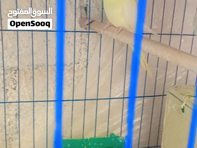 طيور كوكتيل للبيع
