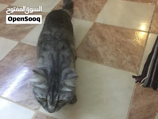 بسة شيرازي