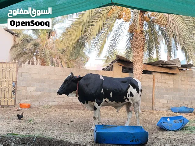 ماشاءالله تبارك الله للبيع عجل نمساوي قالع رباعي