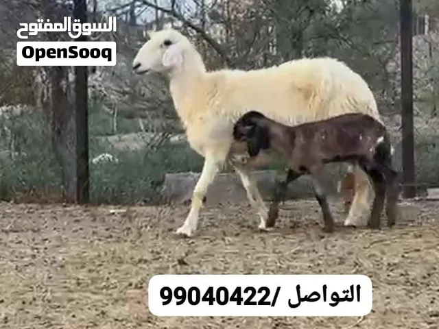 جاعدة رملية تحتها كبش سوداني ابوه اصل