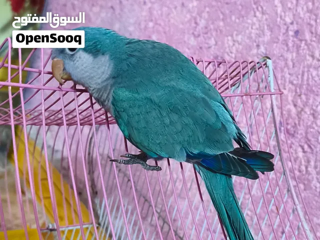 كويكر الراهب اليف للبيع