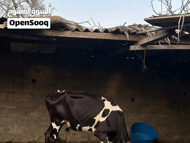 بقره خارجيه سلاله ممتازه