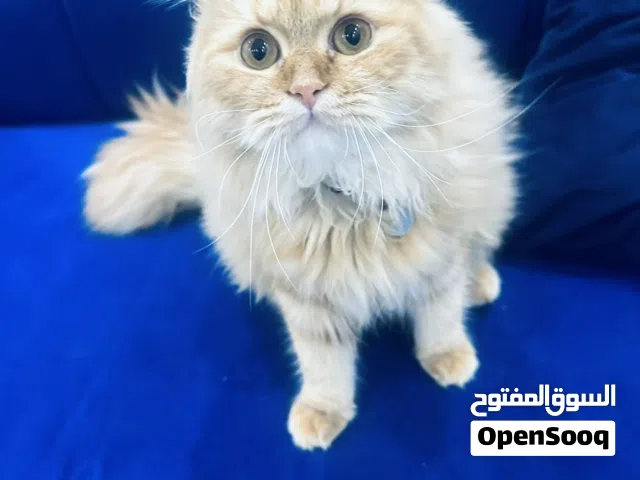 قط شيرازي جميل ولطيف