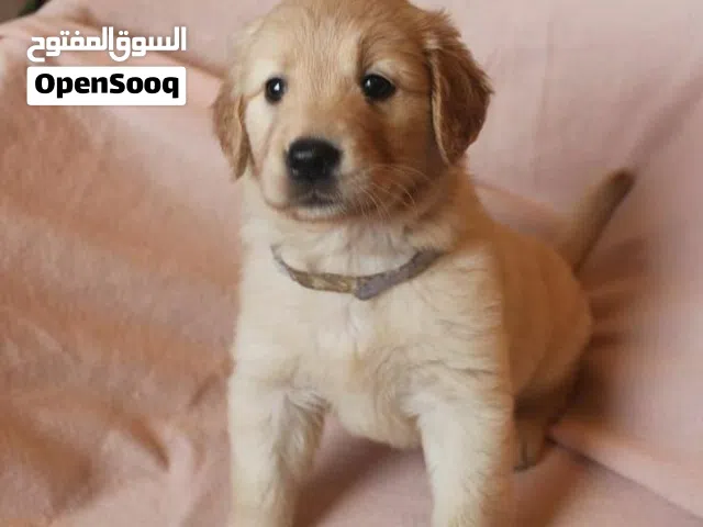 Lovely Golden retriever puppies