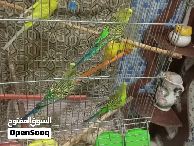 طيور بيريش