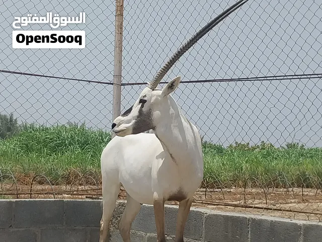 المها العربي