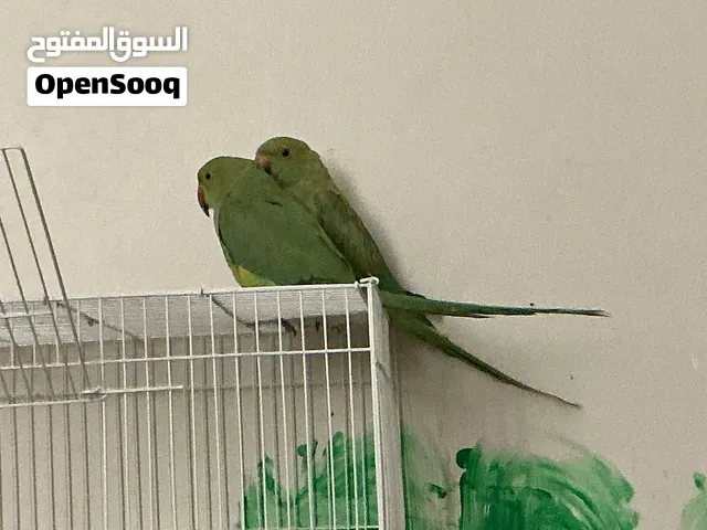 زوج دره هندي و زوج بادجي
