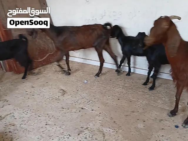 ماعز للبيع