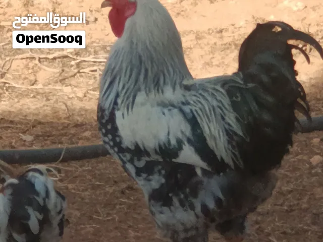 دجاج مخلط للبيع
