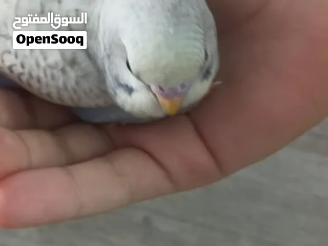 للبيع طير هند عمره حدود شهرين يقبل مسح ما في عض نهاية حجم وصحة ونضافه