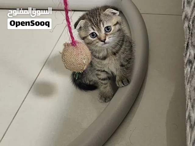قطط سكوتش دبل فولد اللوان تايغر 1800 وقابل