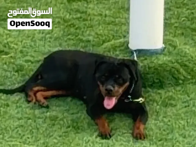 عندي روت نثيه للبدل ب طير او اسكوتر او دراجه اي شي لك خاطر دش الخاص
