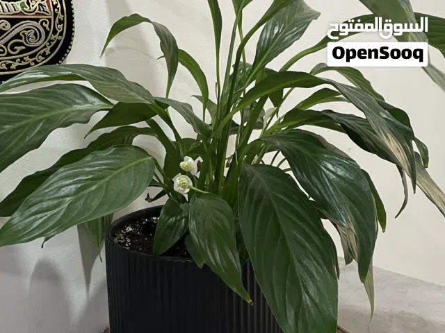 نبتة زنبق السلام