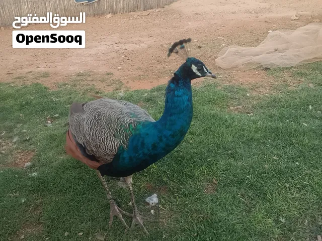 طاوس سلالة هندي لون ازرق  يبلغ من العمر سنة.  4 ذكور وانثى. ثمن واحد 1000 قابل للنقاش