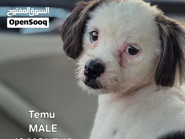 Dogs for Adoption