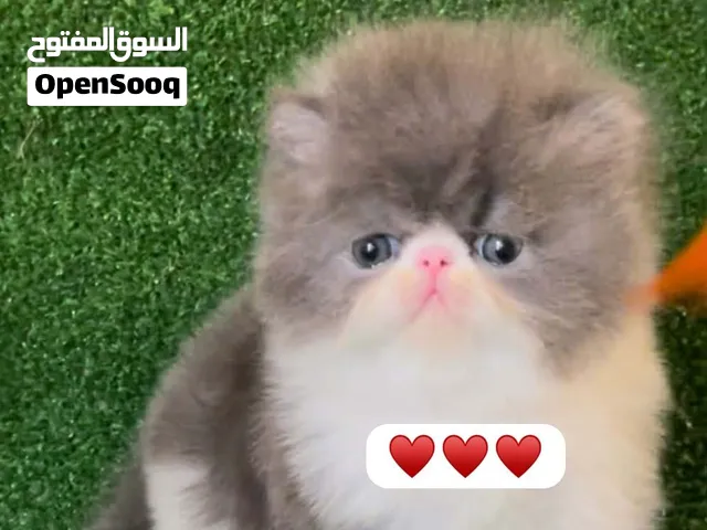 ذكر بيرشن بلو تبارك الرحمن