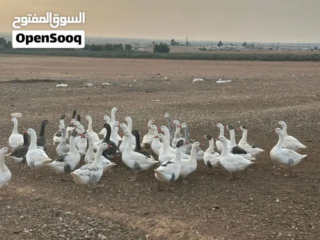 � وز للبيع