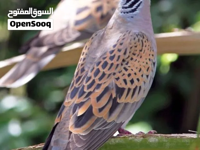زوج القمري منتج. للبدل فقط