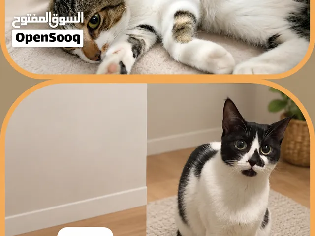 قطط للتبني