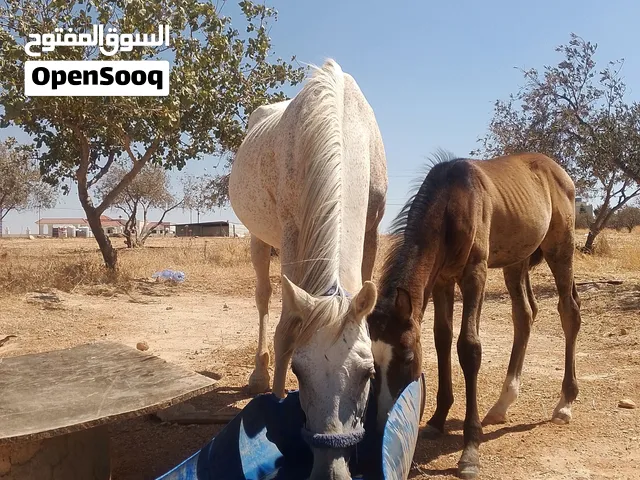 فرس مع ابنها للبيع