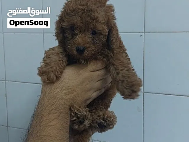 متوفر جراوي توي بودل  لون احمر  TOY POODLES PUPPIES  AVAILABLE