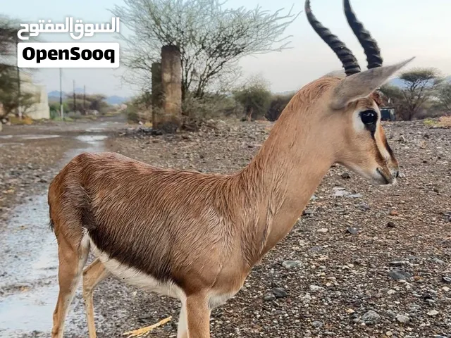 غزال ديماني ذكر