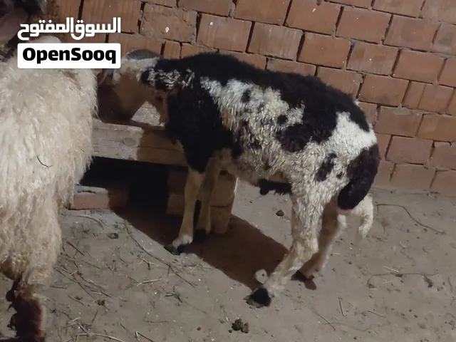بسم الله الرحمن الرحيم  الثلاثاء13/10/2026 دكرين لبانه 7و8شهور  خروفين برقي وبرديسي   كرداسة. جيزه