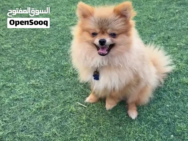 ذكور بومارين