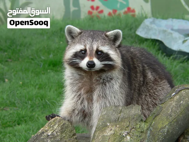 حيوان اليف للبيع