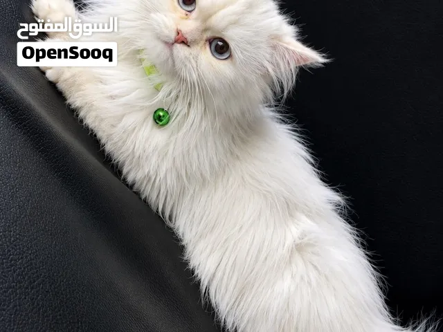 قط شيرازي اصل ذكر