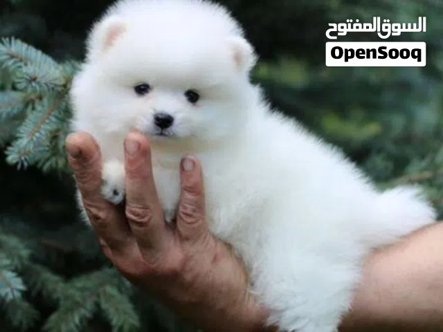جراوي مني بومارينين للبيع mini Pomeranian puppies