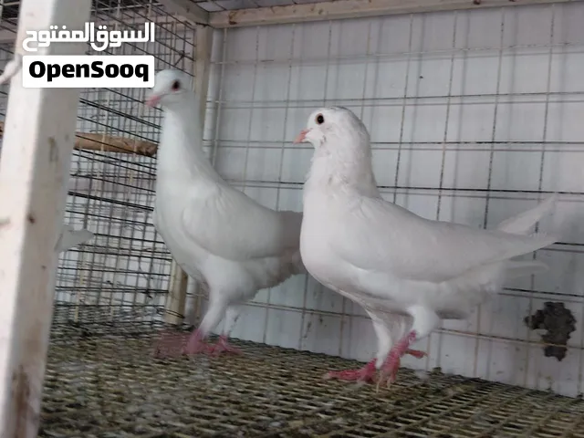 حمام الاحم