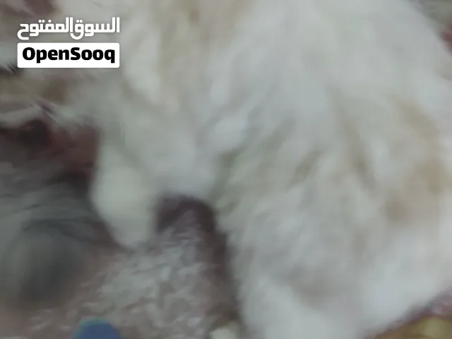 سيمبا وليندا للبيع  شيرازي رومي 8 شهور