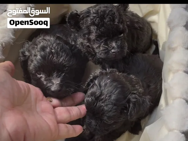 Mini and Toy poodle puppies