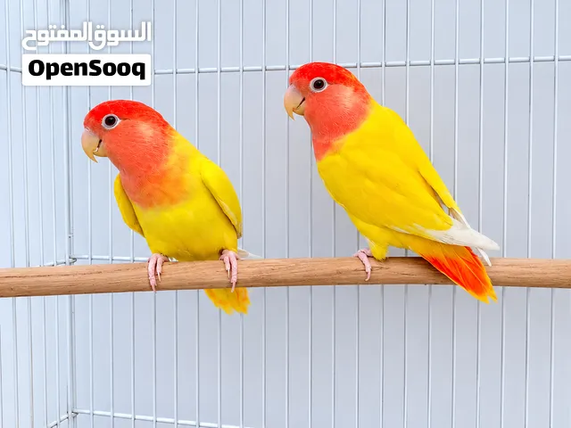 طيور لوفبيرد منتجه والوان مميزه