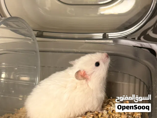 هامسترات للبيع
