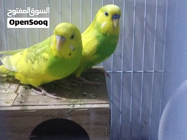 Parrots Budgies Pair