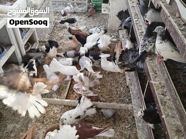حمام باكستاني زوجات وفرديات الموقع غلا