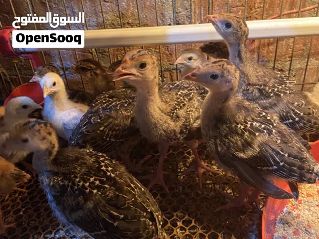 رومي اسمر برونزي
