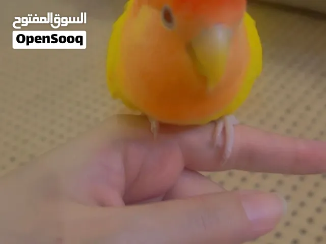 بغبان روز اليف ومدرب للبيع